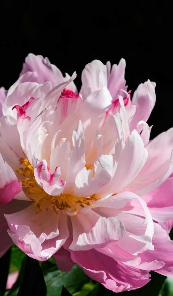 Розовый пион в лучах солнца на черном фоне