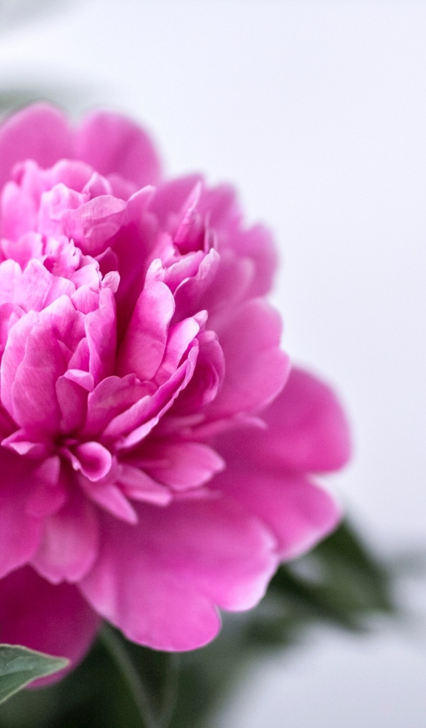 Розовый пион с зелеными листьями крупным планом