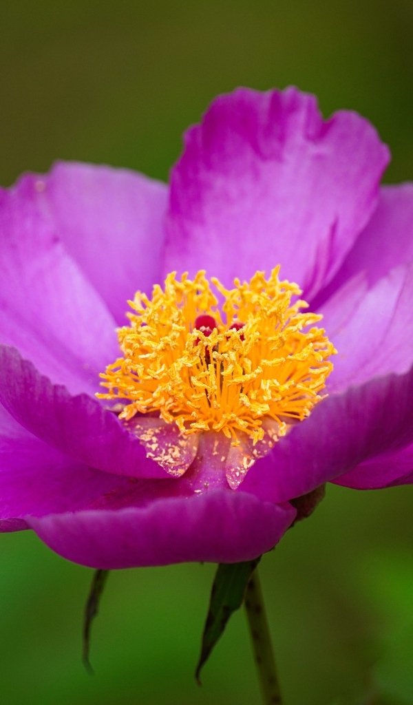 Розовый пион с желтой серединкой 