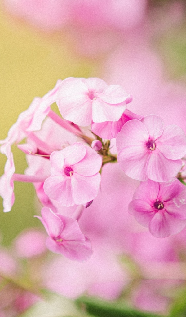 Розовые цветы флокса крупным планом