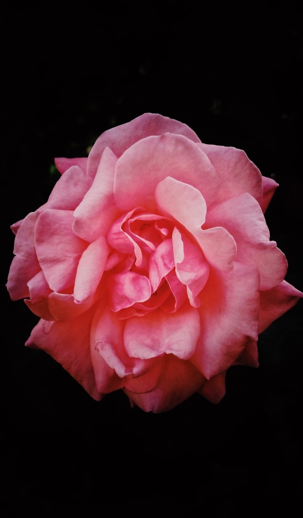 Розовая сорванная роза на черном фоне