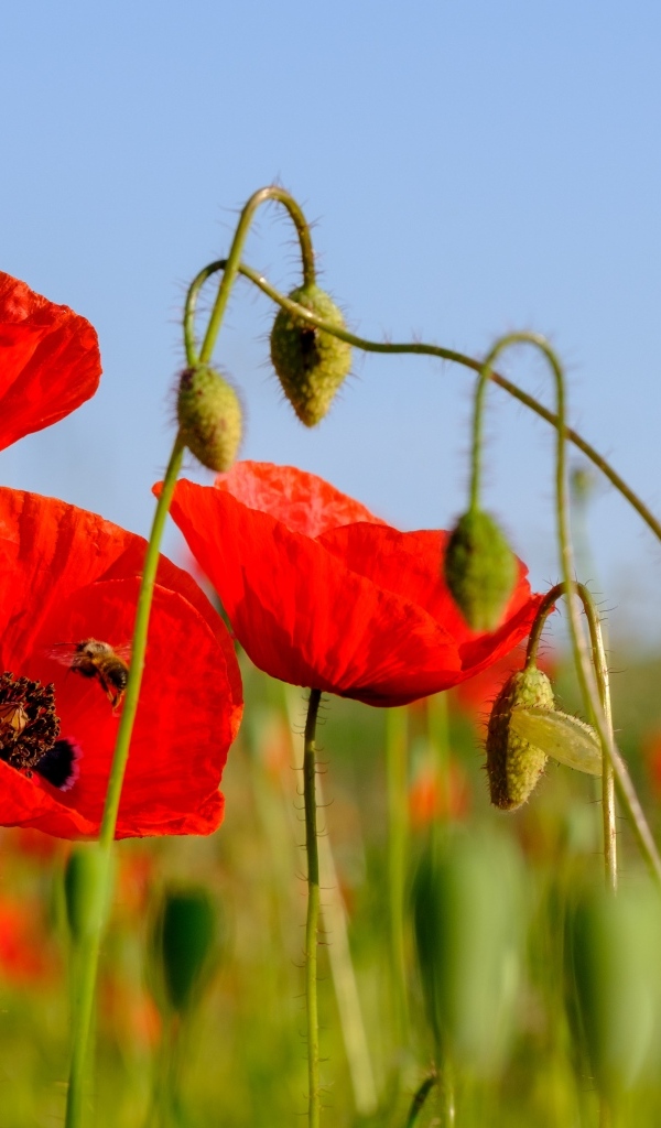 Розовые маки в поле под голубым небом
