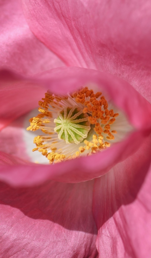 Розовый мак на зеленом фоне крупным планом