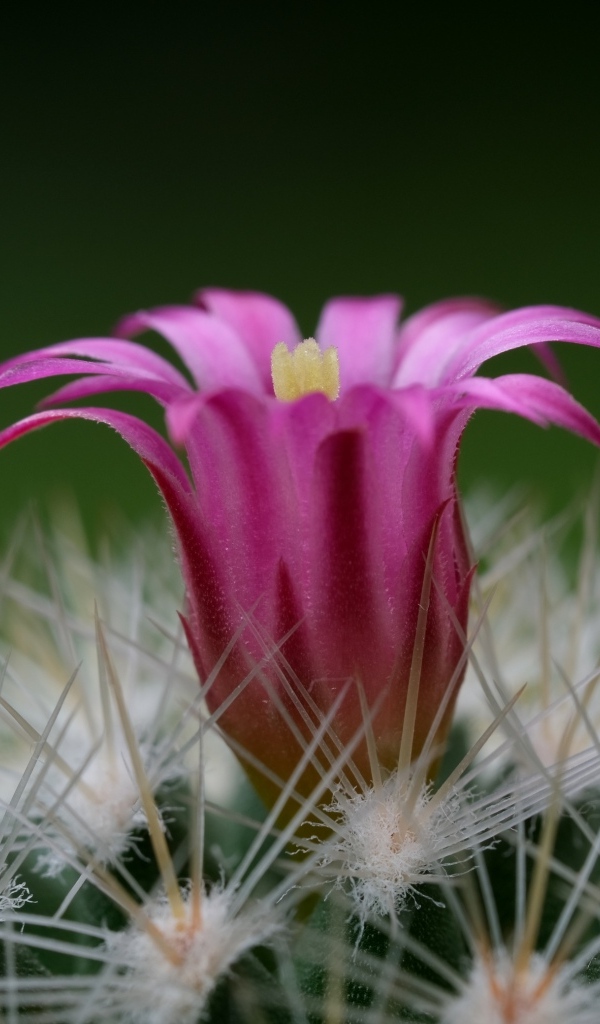 Розовый цветок колючего кактуса крупным планом