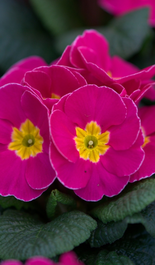 Розовый цветок примулы в горшке