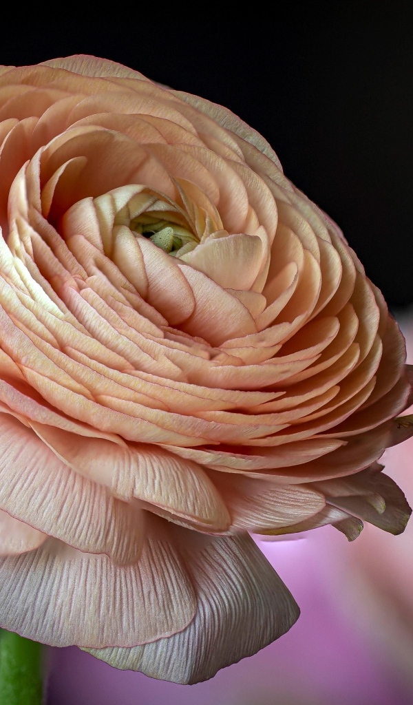 Цветок розового лютика крупным планом