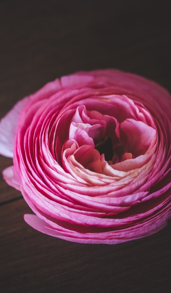 Розовый цветок лютика на деревянном столе