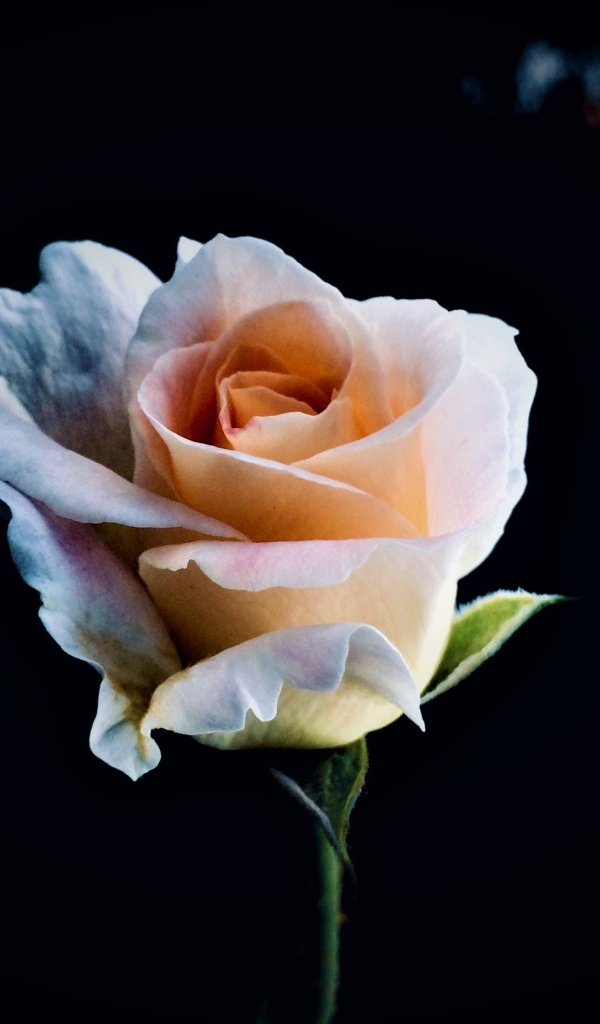 Розовая роза крупным планом на черном фоне