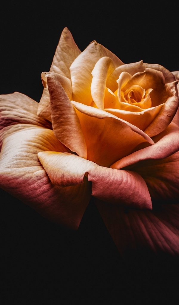 Розовый цветок розы на черном фоне