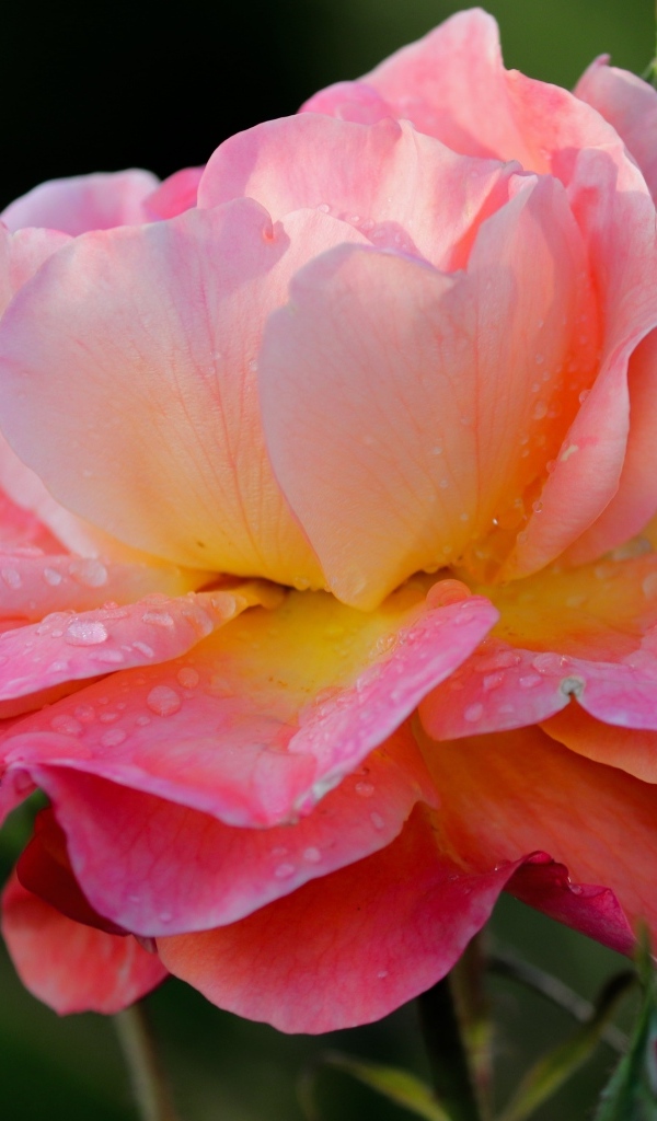 Розовый цветок розы с каплями росы на лепестках