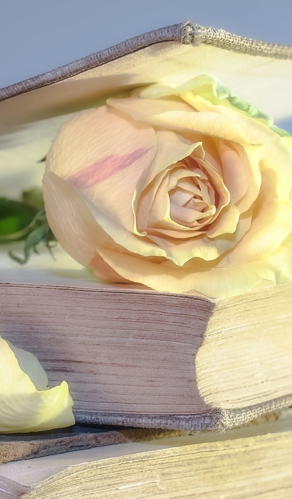 Розовая роза в книге