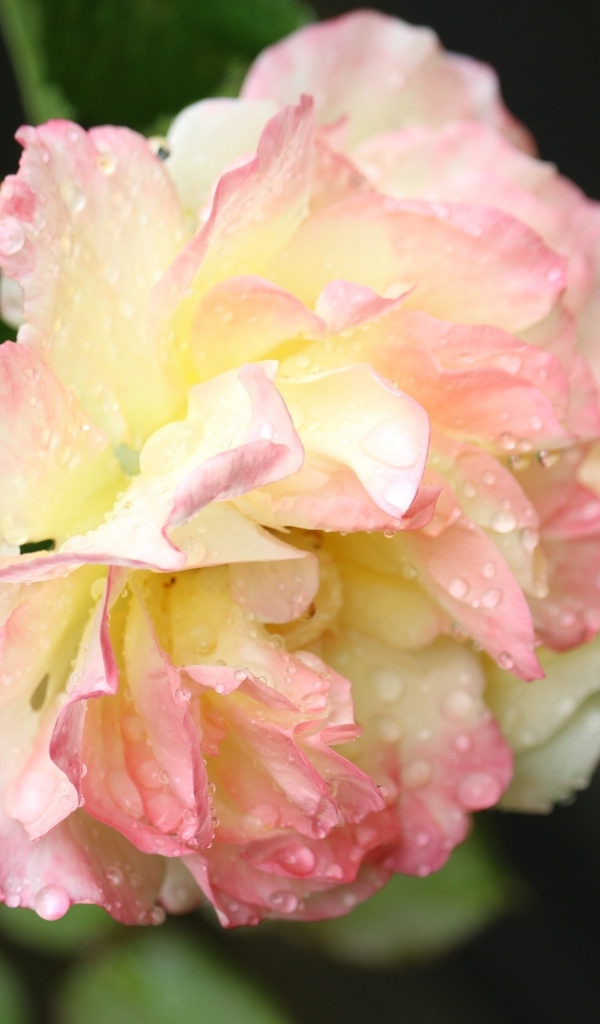 Розовая роза в каплях росы на клумбе