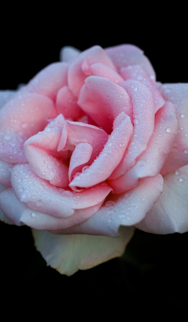 Розовая роза в каплях на черном фоне