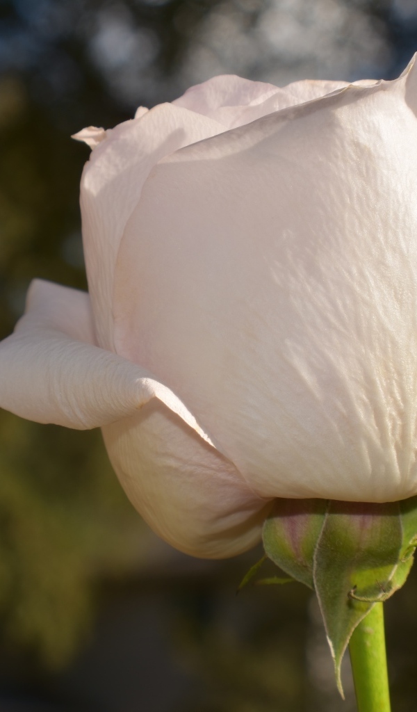 Розовая роза в лучах солнца крупным планом