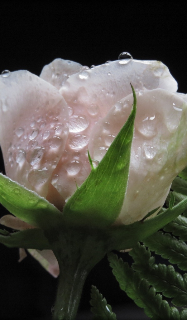 Розовая роза в каплях воды с листом папоротника на черном фоне