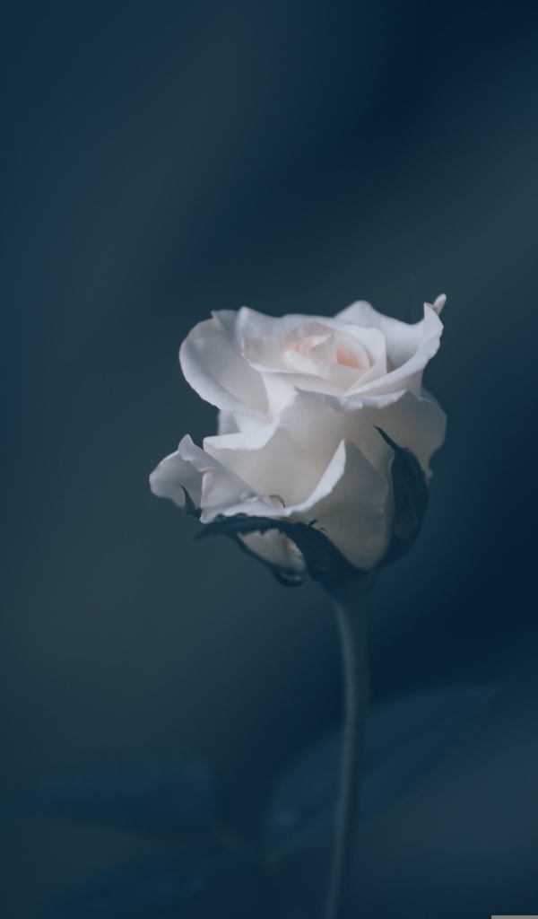 Розовая роза на сером фоне