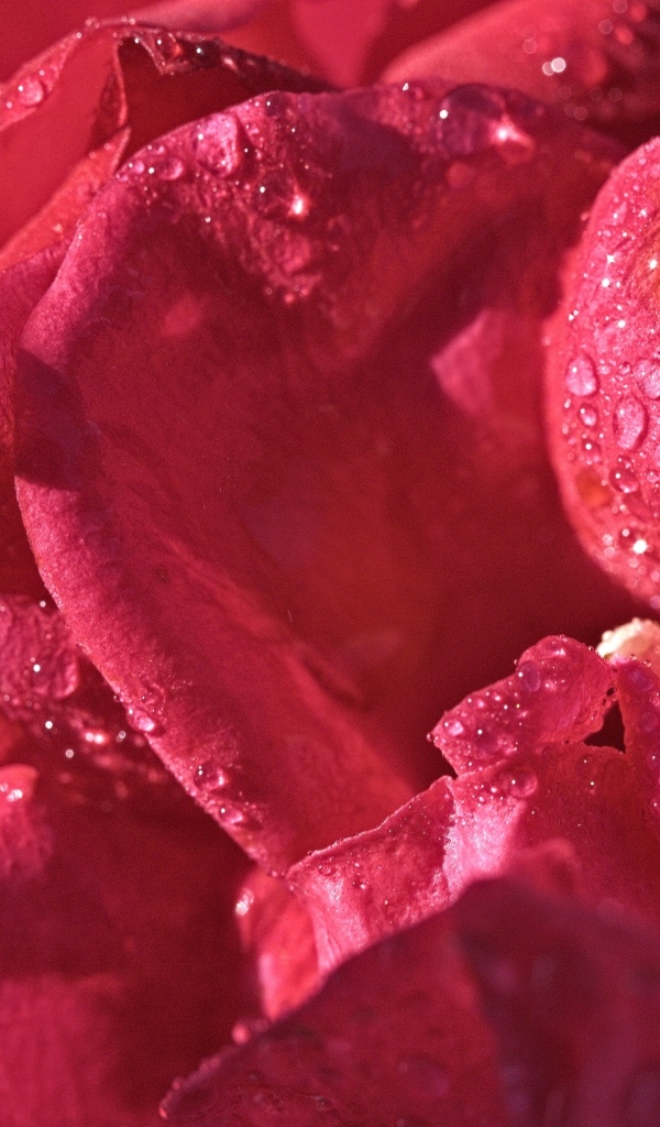 Розовые лепестки розы в каплях росы