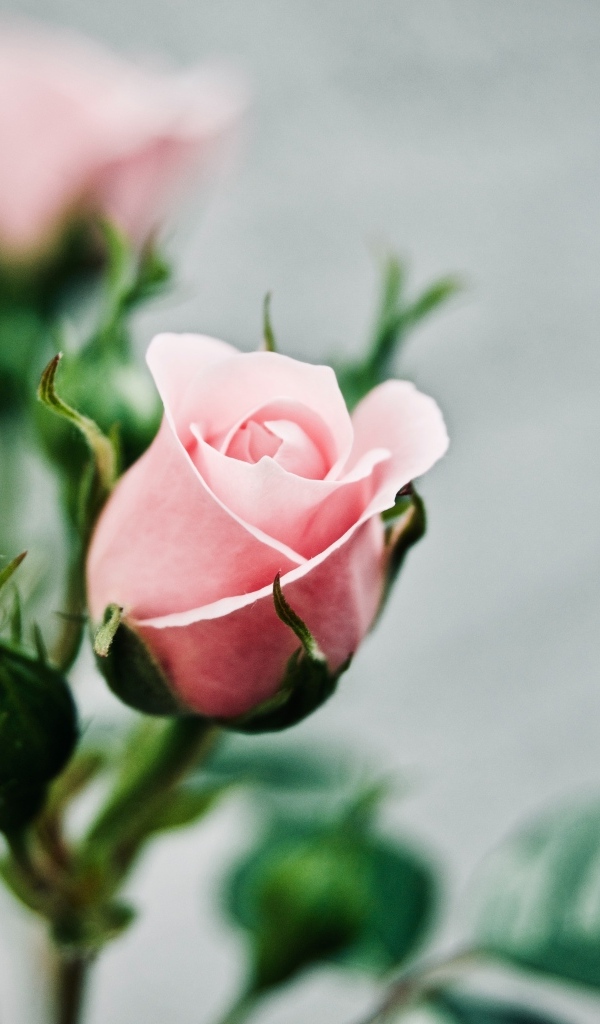 Розовая роза с бутонами на сером фоне