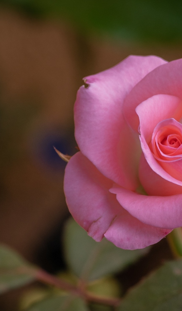 Розовая роза с нежными лепестками