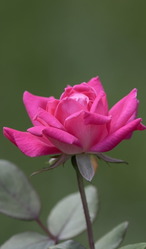 Розовая роза с зелеными листьями крупным планом