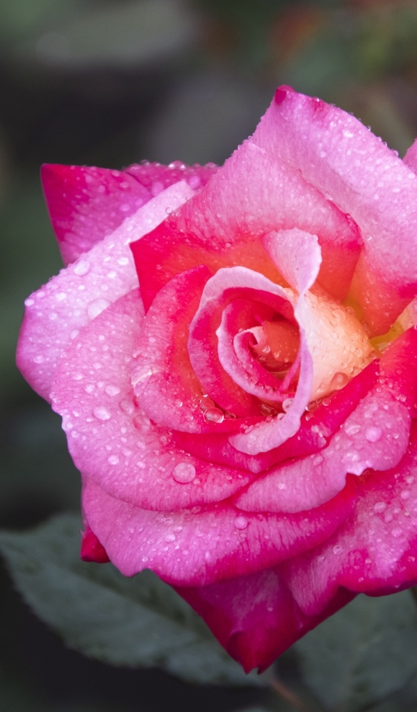 Розовая роза с крупным цветком в каплях росы