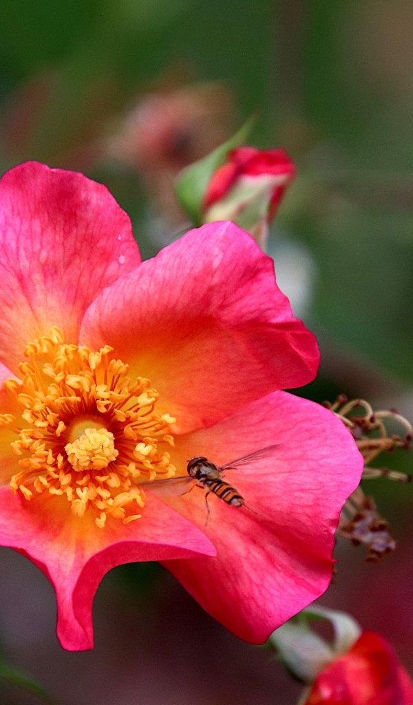 Розовый цветок шиповника с пчелой