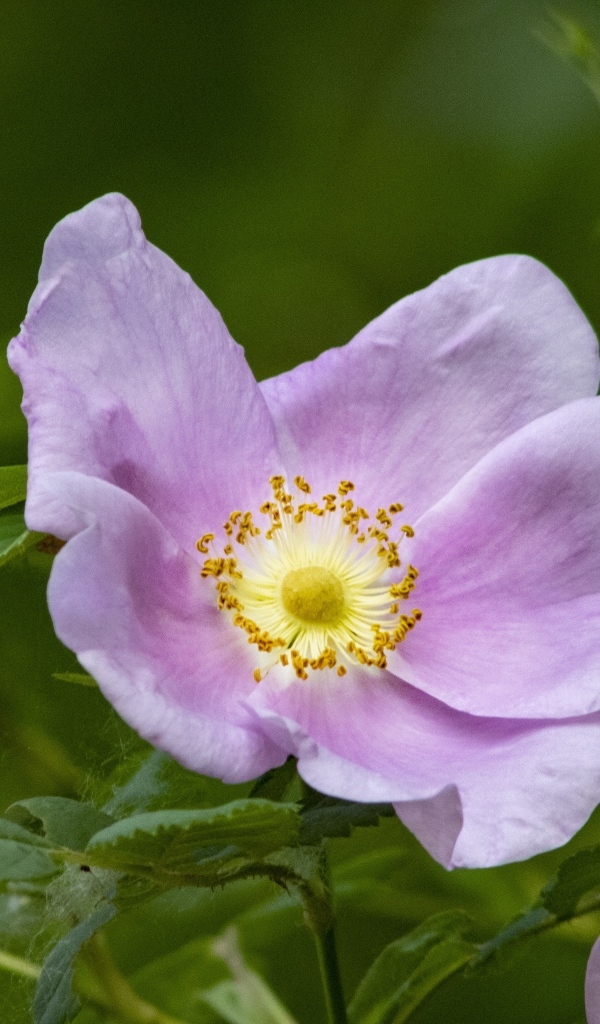 Розовые цветы шиповника с зелеными листьями