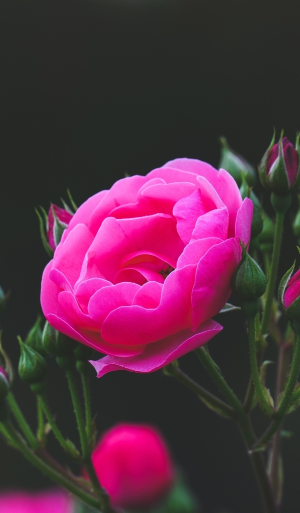 Розовые розы с нераспустившимися бутонами