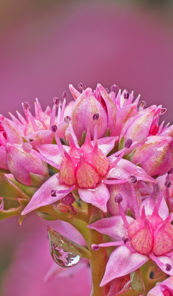 Розовый цветок очиток крупным планом