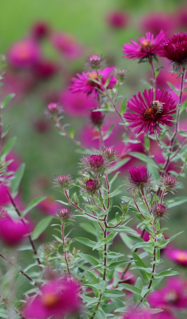 Розовые цветы сентябринка в саду