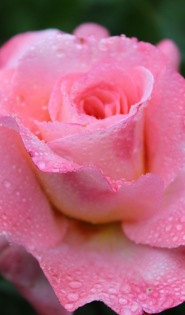 Розовая чайная роза в каплях дождя