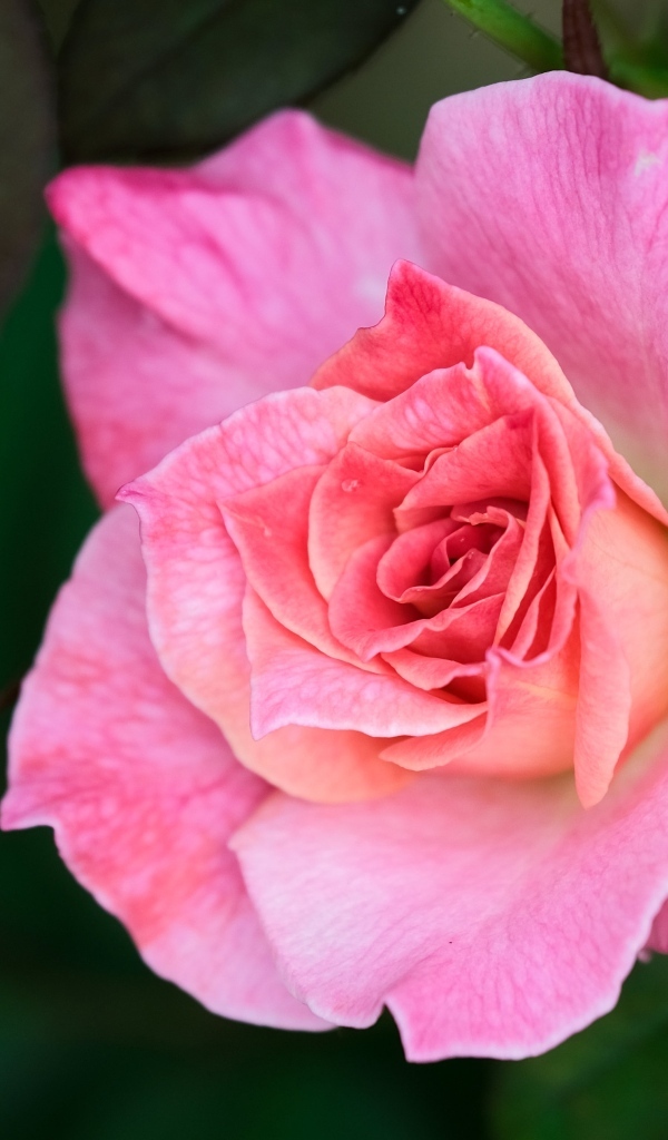 Розовая чайная роза с зелеными листьями