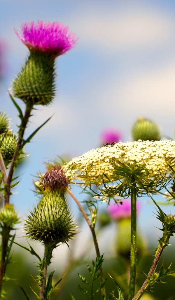 Розовые цветы расторопши на поле