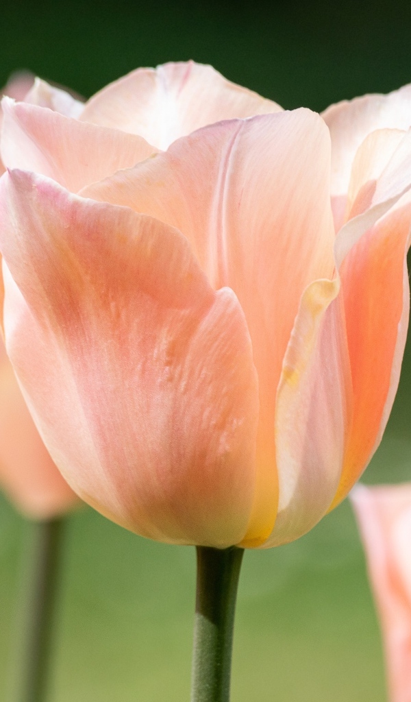 Розовый цветок тюльпана цветет весной