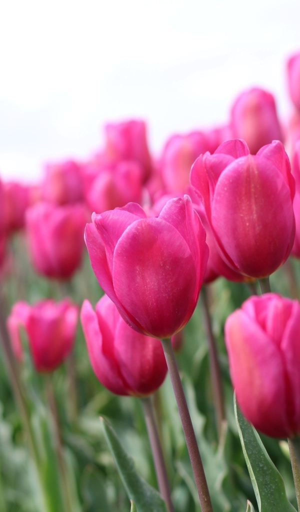 Розовые цветы тюльпана на поле