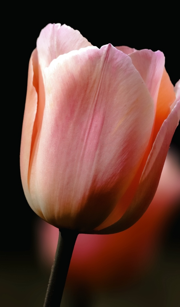 Розовый тюльпан на черном фоне крупным планом