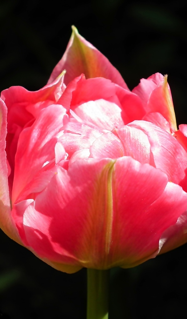 Розовый тюльпан с зелеными листьями на черном фоне