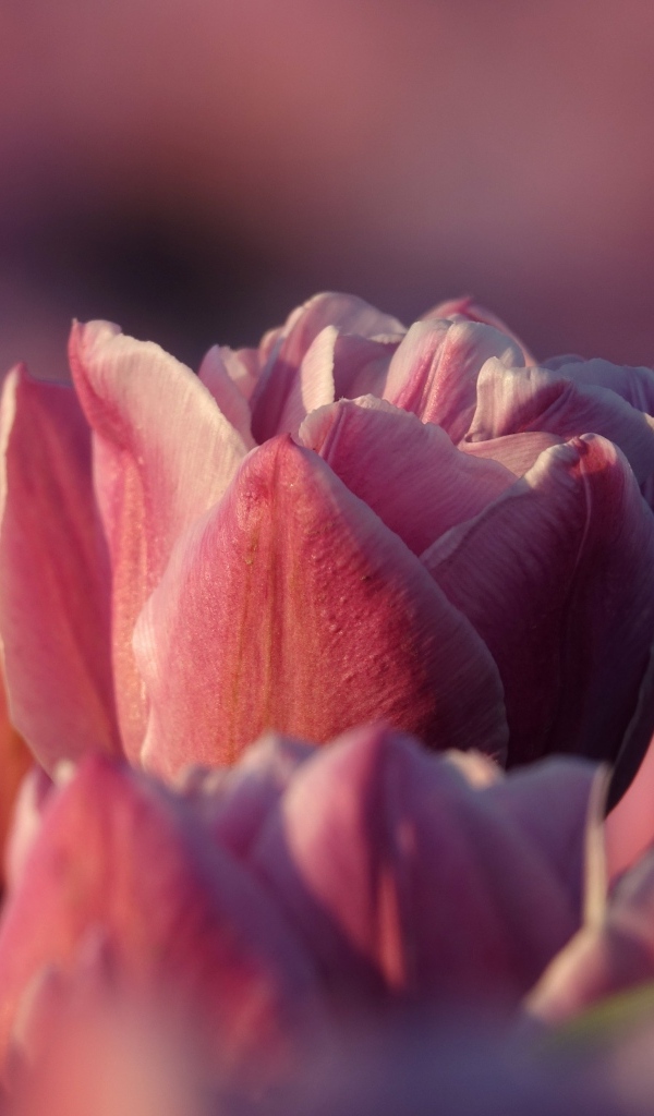 Розовые тюльпаны на клумбе в лучах солнца