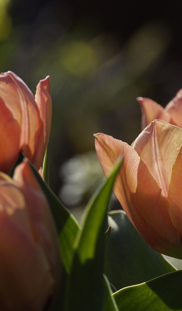 Розовые тюльпаны в лучах солнца на клумбе