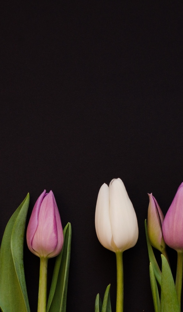 Розовые тюльпаны на черном фоне