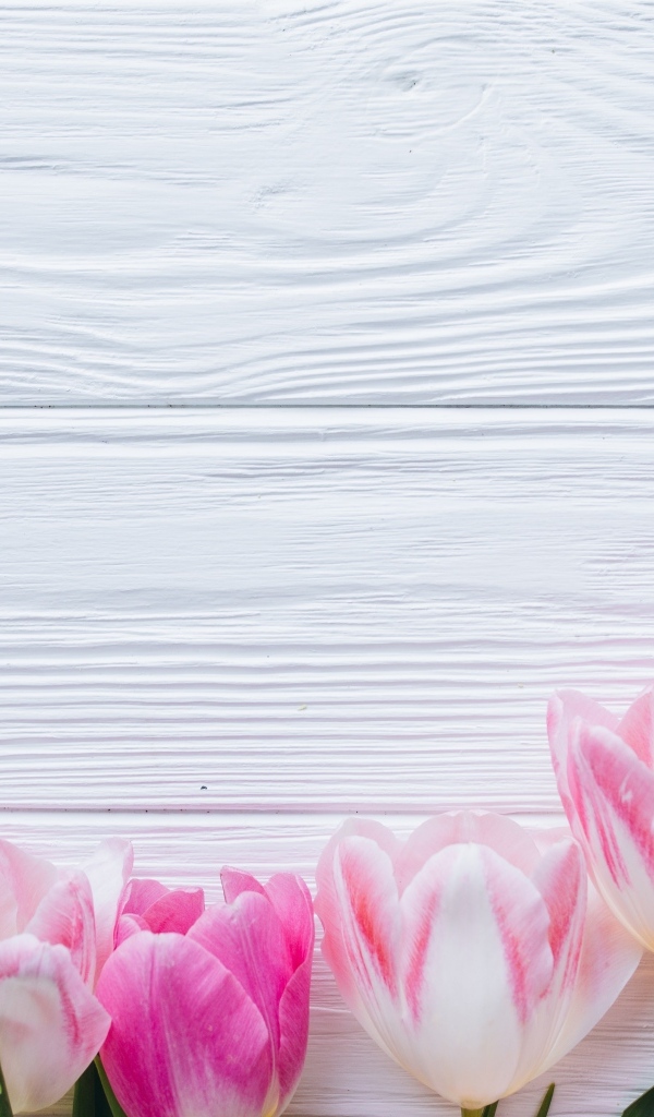 Розовые тюльпаны на белом деревянном фоне