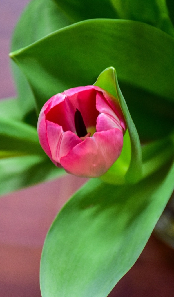 Розовые тюльпаны с зелеными листьями в вазе на столе