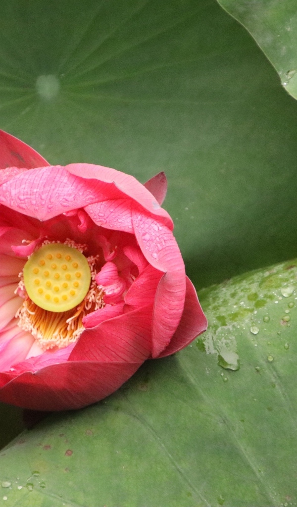 Розовый нераспустившийся цветок лотоса в листьях