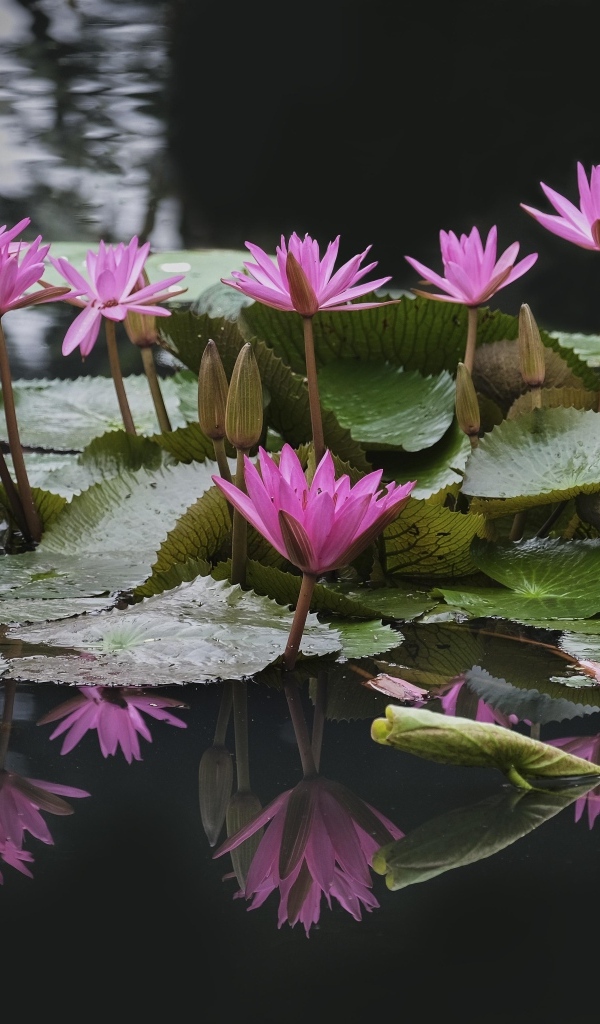 Розовые водяные лилии с зелеными листьями в пруду