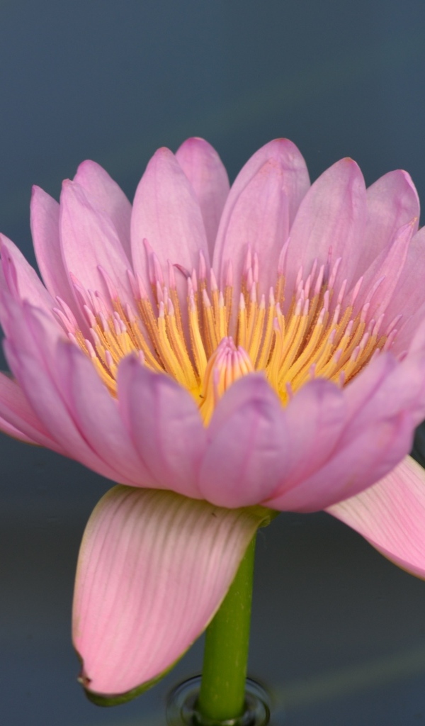 Розовый цветок водяной лилии в пруду крупным планом