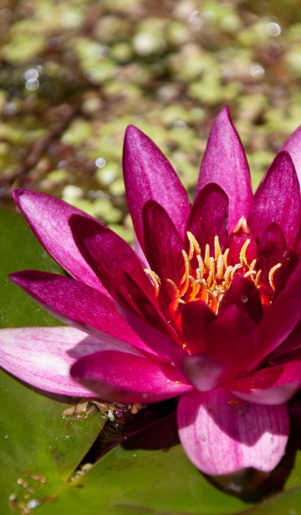 Розовая водяная лилия в пруду с большими листьями