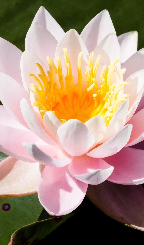 Розовая кувшинка в озере крупным планом