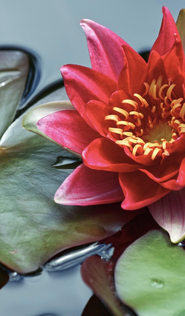 Розовая водяная лилия с большими зелеными листьями в воде