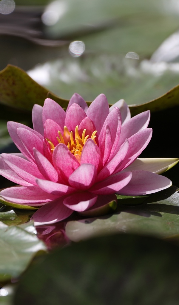 Розовая водяная лилия в зелеными листьями в пруду 