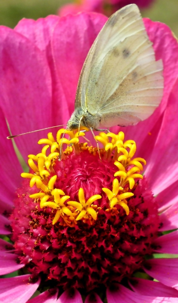 Розовый цветок циннии с бабочкой